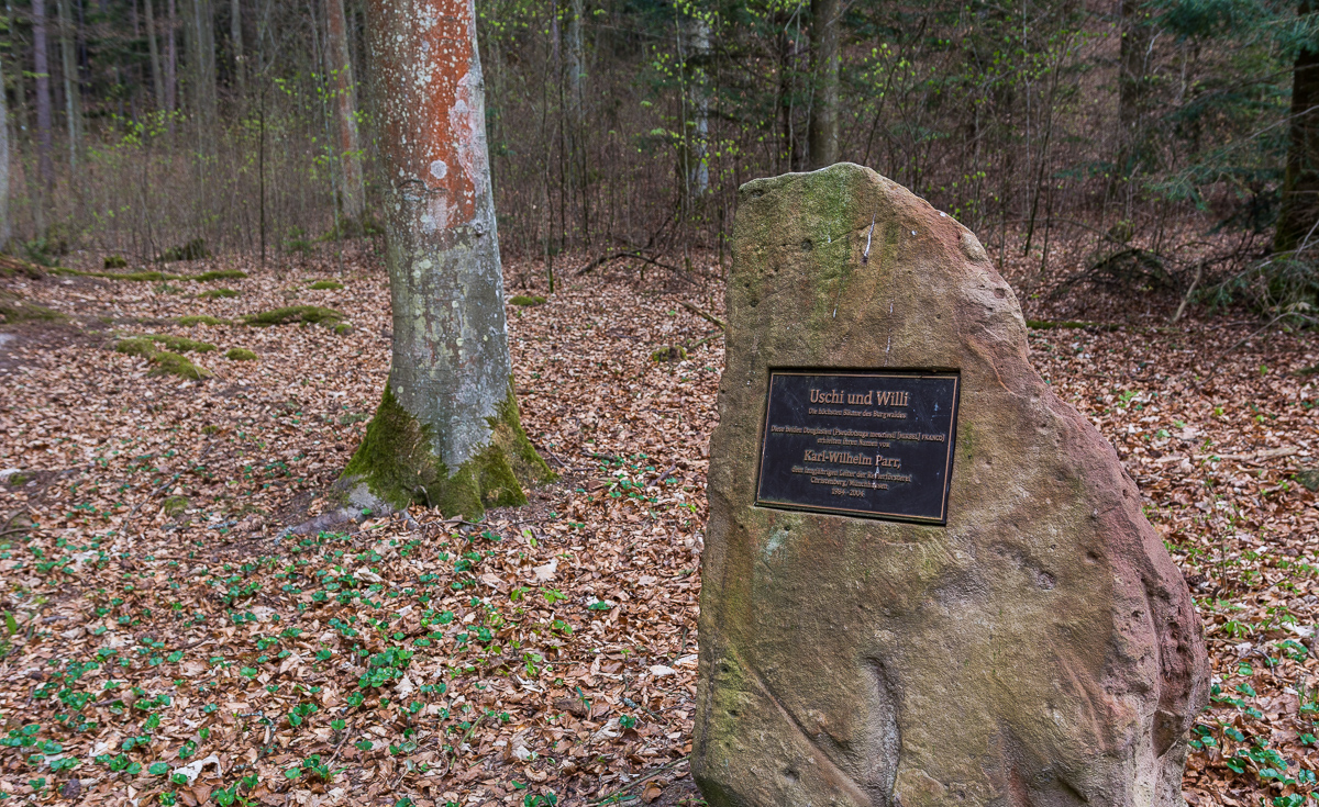 Uschi und Willi die höchsten Bäume des Burgwald