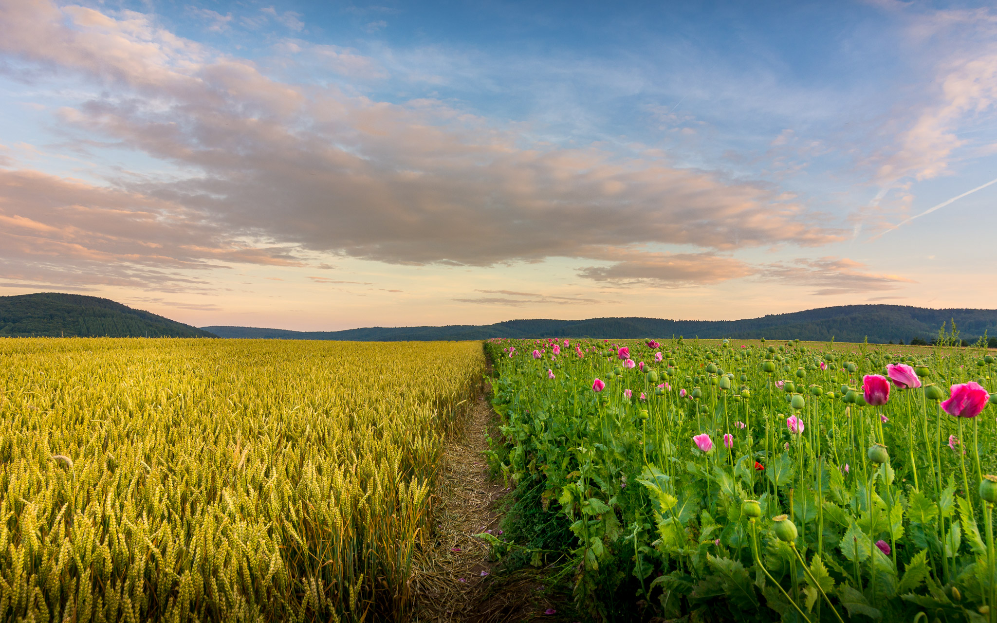 Mohnblüte im Werra Meissner Kreis bei Germerode