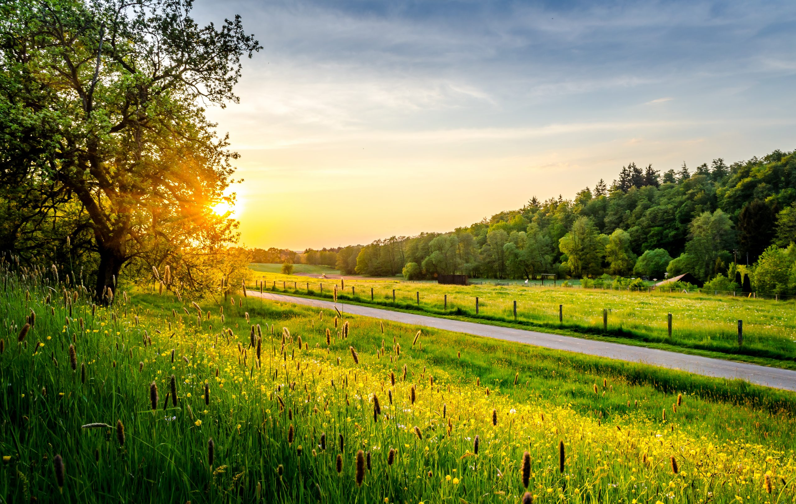 Frühlings-Blumenwiese in Hessen bei Sonnenuntergang