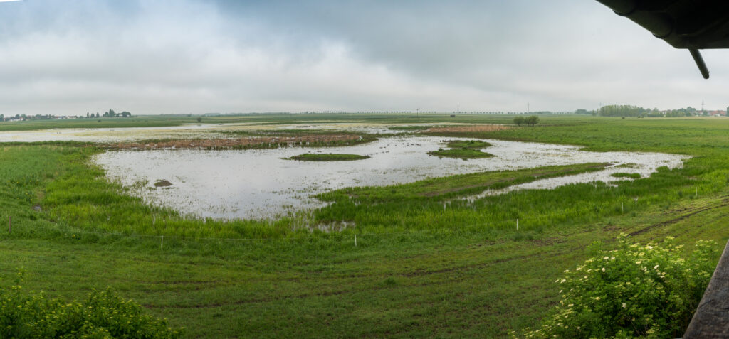 Bingenheimer Ried schoeneshessen